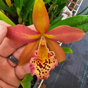 Rby. Copper Queen 'H&R' near blooming size brassavola cattleya orchid. Fragrant, spotted, color transitioning blooms. Highly sought after