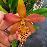 Rby. Copper Queen 'H&R' near blooming size brassavola cattleya orchid. Fragrant, spotted, color transitioning blooms. Highly sought after