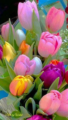 Easy spring gardening tips to get started with - Gardening Site Flower Delivery
