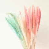 Natural Dried Pampas Grass Pink/White/Yellow Color Rabbit Tail Grass Dry Bouquet