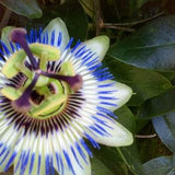 5 Passion Flower Seeds, Passion Flower, Blue Violet Flower, Passiflora, Climbing Plant