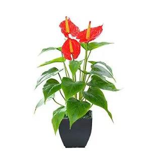 Artificial Flower Calla Lily Faux Small Potted Plant with Black Red Fake Flower