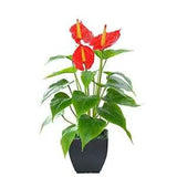 Artificial Flower Calla Lily Faux Small Potted Plant with Black Red Fake Flower