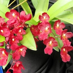 Howeara Lava Burst 'Puanani'  starter plant seedling~Oncidium~pansy orchid