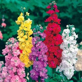 Tenweeks Stocks Excelsior Flowers Blend 0.5g - 100 Seeds - Matthiola Incana Annua NON GMO