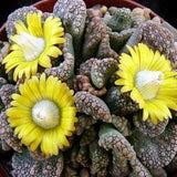 Concrete Leaf Succulent 15 Seeds