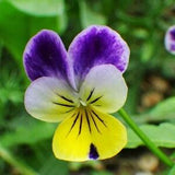 Wild Pansy Seeds - (Viola tricolor) - Annual Wild flower - 300+ Seeds
