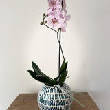 Plant Pot, house plant pot, indoor plant pot, orchid pot, gift idea, gift.