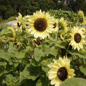 Special Light Yellow Sunflower Seeds