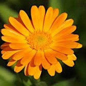 Calendula Flower Seeds, Edible Flower, Easy to Grow, Pot Marigold Flower, Grow Indoors or In a Greenhouse, Great For Skin