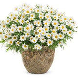 Pure White Butterfly? - Marguerite Daisy - Argyranthemum frutescens Flower Delivery
