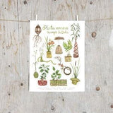 Print Wild Plants for Weaving | Poster botanical paintings, Basketry, Wickerwork | Wild foraging DIY | willow, rattan, sweet grass