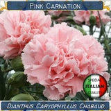 130+ Pink Carnation seeds, Dianthus Caryophyllus Chabaud seeds, Flower seeds, Garofano Rosa #FI550