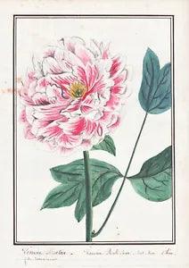 Peony Paeonia Peony Flower Botany Watercolour Drawing