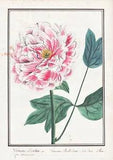 Peony Paeonia Peony Flower Botany Watercolour Drawing