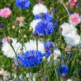 50+ Bachelor's Buttons Mix Flower Seeds / Cornflower Mix Seeds / Choice Mix Centaurea / Flower Bouquet / (#43)B