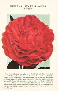 Postcard Peony Paeonia Indiana State Flower