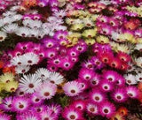 100+ Livingstone Daisy Ice Plant Seeds - Dorotheanthus bellidiformis Lovely Mix