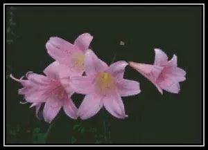 Pink Lilies - Cross Stitch Chart/Pattern/Design/XStitch
