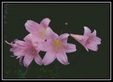 Pink Lilies - Cross Stitch Chart/Pattern/Design/XStitch