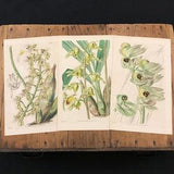 Monk Flower Orchids, Lot of Antique Curtis Botanical Prints for Framing