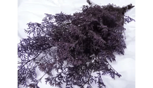 PRESERVED DYED PURPLE CASPIA FLORAL FOLIAGE FILLER FLOWER