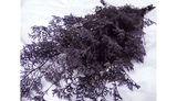 PRESERVED DYED PURPLE CASPIA FLORAL FOLIAGE FILLER FLOWER