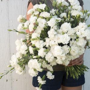 50 Chabaud Jeanne Dionis Carnation Flower Seeds / Dianthus Caryophyllus / Cottage / French Country Garden / Wedding / Cut Flower / Heirloom
