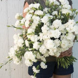 50 Chabaud Jeanne Dionis Carnation Flower Seeds / Dianthus Caryophyllus / Cottage / French Country Garden / Wedding / Cut Flower / Heirloom