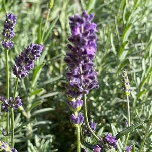 Highly Fragrant Deep Purple Lavance Lavender Seeds Tea Potpourri Dried Flowers Cut Flower Medicinal Dizzy Bees Urban Garden