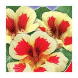 Seeds Nasturtium Strawberries with cream Terry Original Flower Seeds from Ukraine