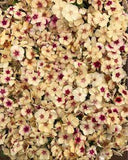 Our Favorite Filler Flowers for Fantastic Bouquets - Triple Wren Farms Flower Delivery