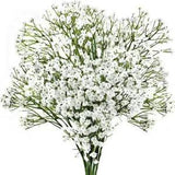 50PC Dried Babys Breath Flowers Bulk White Babys Breath Gypsophila Dried Flowers