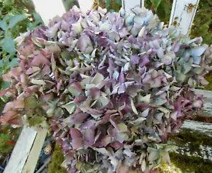 11 Dried Hydrangea Flowers Light  Blue, Green, Cream, Purple  Primitives SECONDS