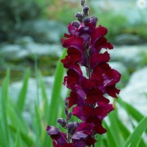 250 ' WELCOME ' SNAPDRAGON Antirrhinum Majus Dark Crimson Red Near Black Gothic Garden Flower Seeds