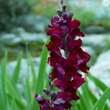 250 ' WELCOME ' SNAPDRAGON Antirrhinum Majus Dark Crimson Red Near Black Gothic Garden Flower Seeds