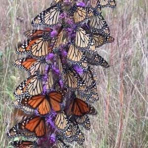 100 BUTTERFLYMAGNET! Meadow Blazing Star Seeds, Monarch magnet seeds, Liatrus Ligulistylis LI401C