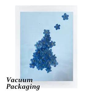 60PCS Natural Forget Me Not Pressed Dried Flowers for Resin, Blue Real Don't