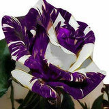 Purple white rose flower seeds-20 seeds -code 578