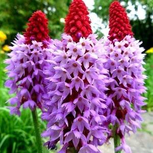 NEW! 20 Orchid Primrose Seeds, Primula Vialii PM3320
