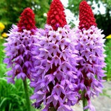 NEW! 20 Orchid Primrose Seeds, Primula Vialii PM3320