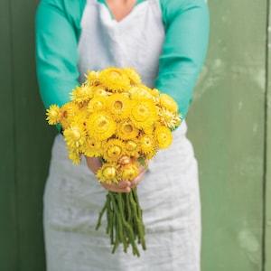 50 Lemon Yellow Strawflower Seeds / Helichrysum bracteatum / Dried Arrangement/ Wedding Flowers / Wildflowers /  English Garden / Cut Flower