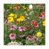 WILDFLOWER: BEE MIX - 100+ Seeds  -19 Different Annuals & Perennials - Organic, Fresh, High Quality Seed