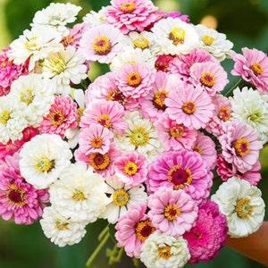 Strawberry Parfait Zinnia SEEDS cut flower bouquet Dizzy Bees Urban Garden