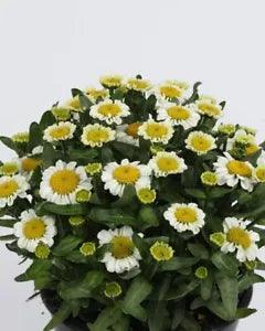 25 LEUCANTHEMUM SWEET DAISY SHELLY Live Plants Plugs Garden Home  Planters 770