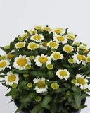 25 LEUCANTHEMUM SWEET DAISY SHELLY Live Plants Plugs Garden Home  Planters 770