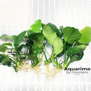 Anubias barteri var Nana 6 Loose Freshwater Aquarium Plant Low/Easy Maintenance