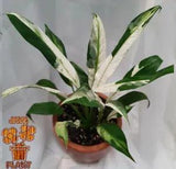 Peace Lily Spathiphyllum Variegated Plants Free Phytosanitary