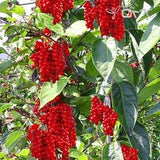 Schisandra chinensis 10 Seeds - Five Flavor Cherry (wu-wei-zi), Magnolia Vine