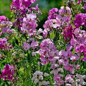 PERENNIAL SWEET PEA Lathyrus Latifolius Hardy Climber Climbing Vine Pink Flowers, 5 Rare Seeds